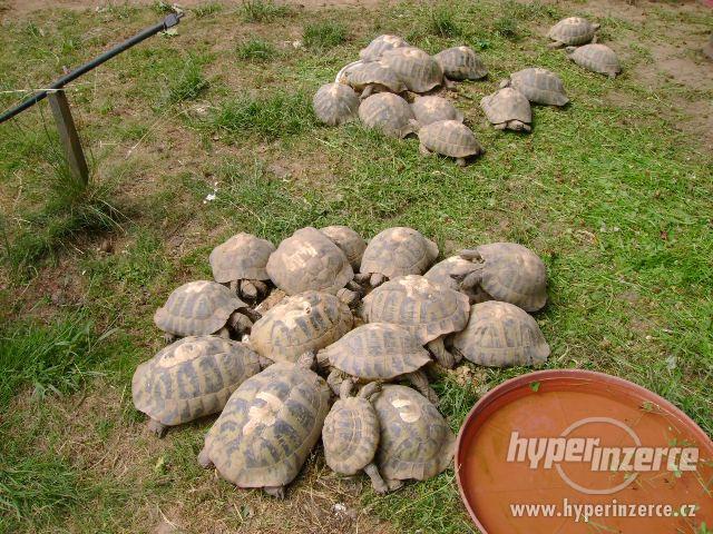 Prodám malé želvy suchozemské včetně vybavených terártií - foto 5