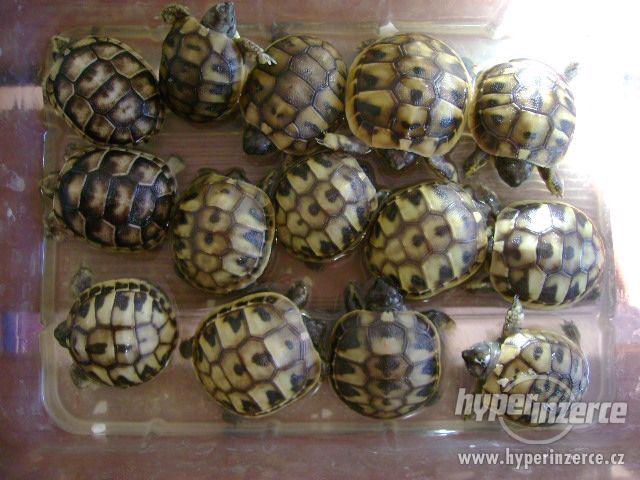 Prodám malé želvy suchozemské včetně vybavených terártií - foto 6