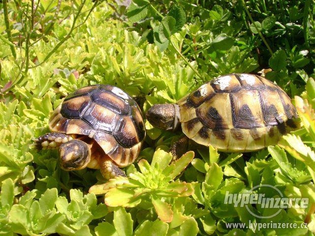 Prodám malé želvy suchozemské včetně vybavených terártií - foto 7