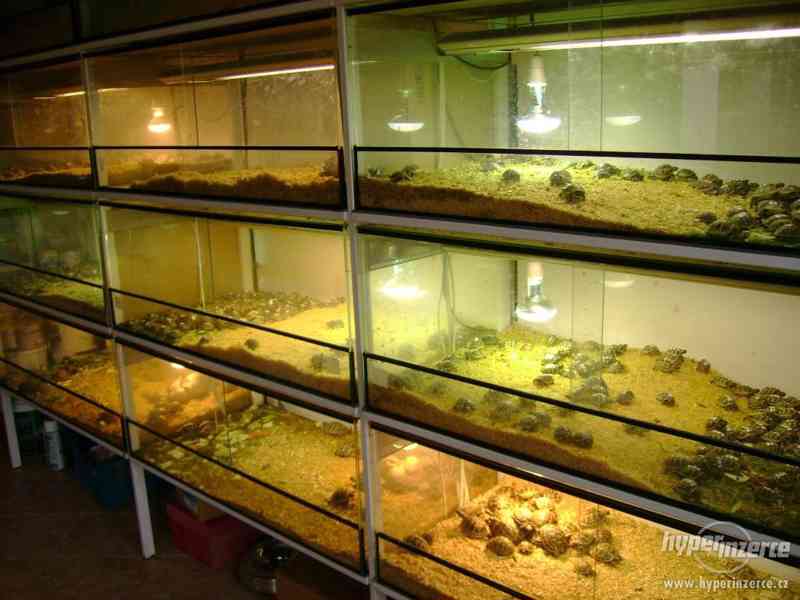 Prodám malé želvy suchozemské včetně vybavených terártií - foto 8