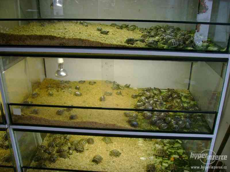 Prodám malé želvy suchozemské včetně vybavených terártií - foto 9