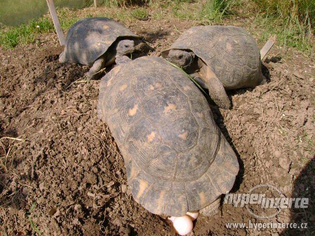 Prodám malé želvy suchozemské včetně vybavených terártií - foto 23