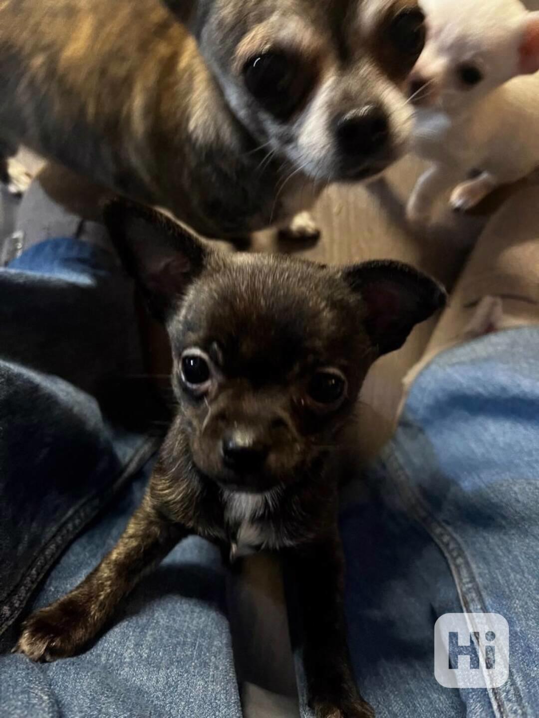 Čivava na prodej s PP - foto 1