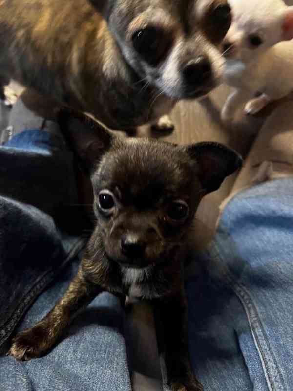 Čivava na prodej s PP - foto 1