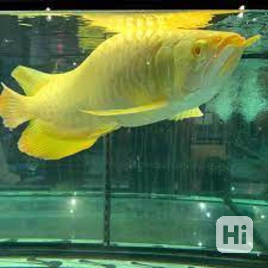 Prodám kvalitní rybu Arowana - foto 1