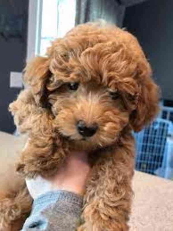 golden doodle puppy - foto 1