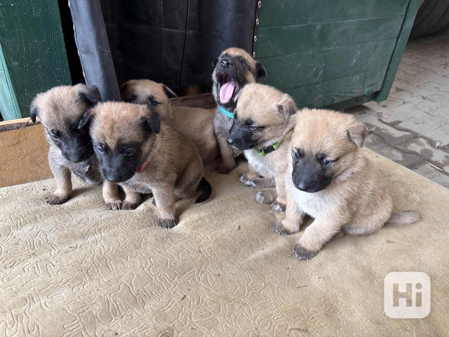 Belgický ovčák Malinois - Štěňata - foto 1