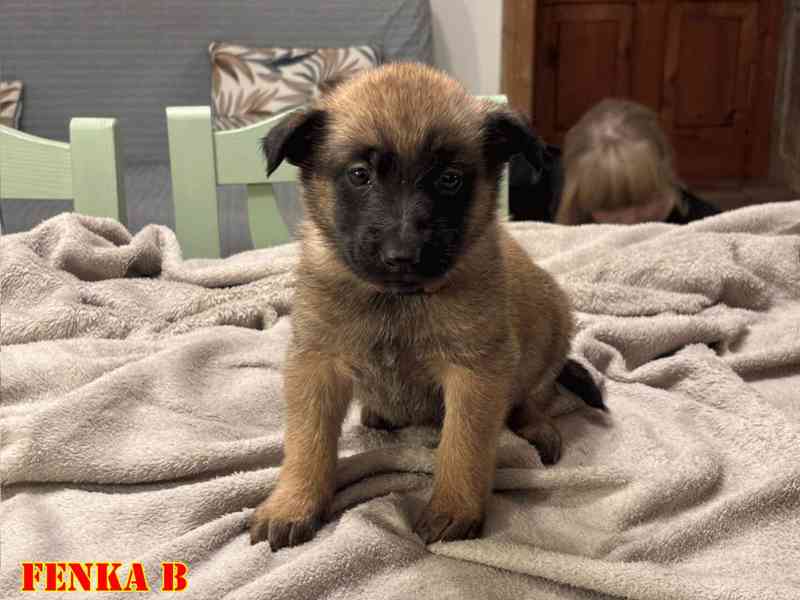 Belgický ovčák Malinois - Štěňata - foto 3