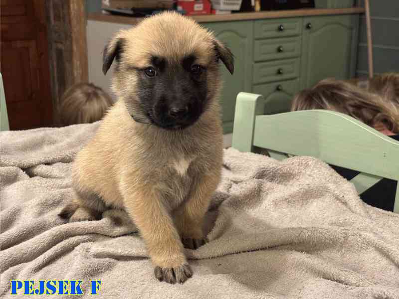 Belgický ovčák Malinois - Štěňata - foto 7