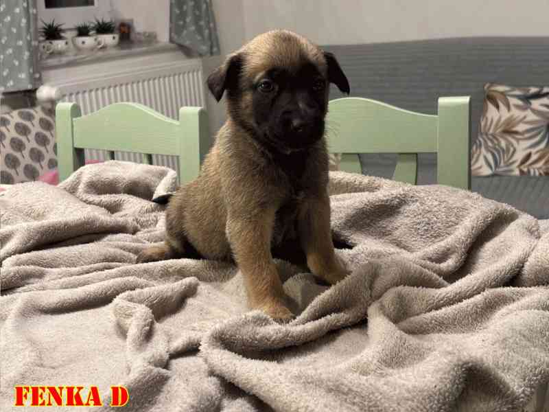 Belgický ovčák Malinois - Štěňata - foto 5