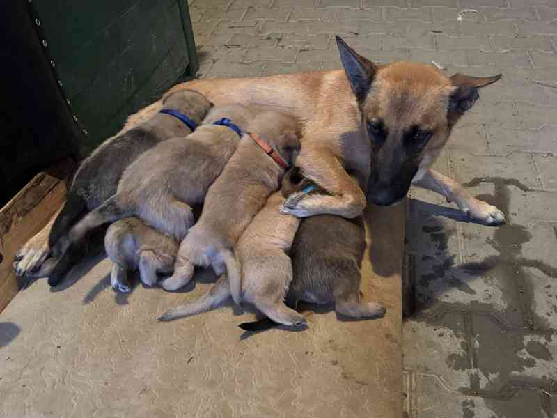 Belgický ovčák Malinois - Štěňata - foto 11