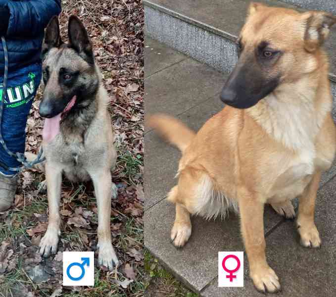 Belgický ovčák Malinois - Štěňata - foto 10