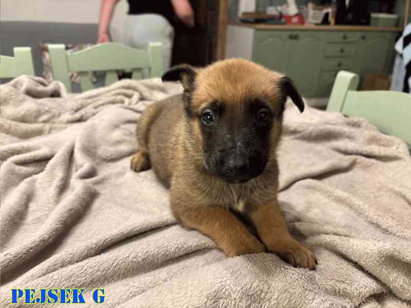 Belgický ovčák Malinois - Štěňata - foto 8