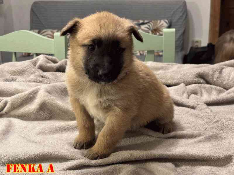 Belgický ovčák Malinois - Štěňata - foto 2