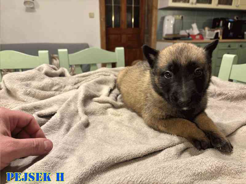 Belgický ovčák Malinois - Štěňata - foto 9