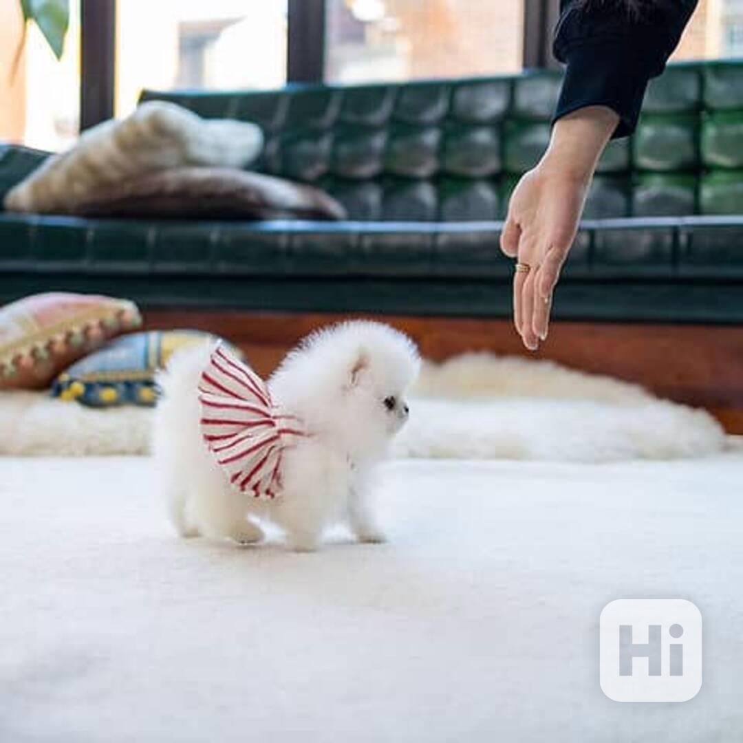 Štěňata pomeranského  - foto 1