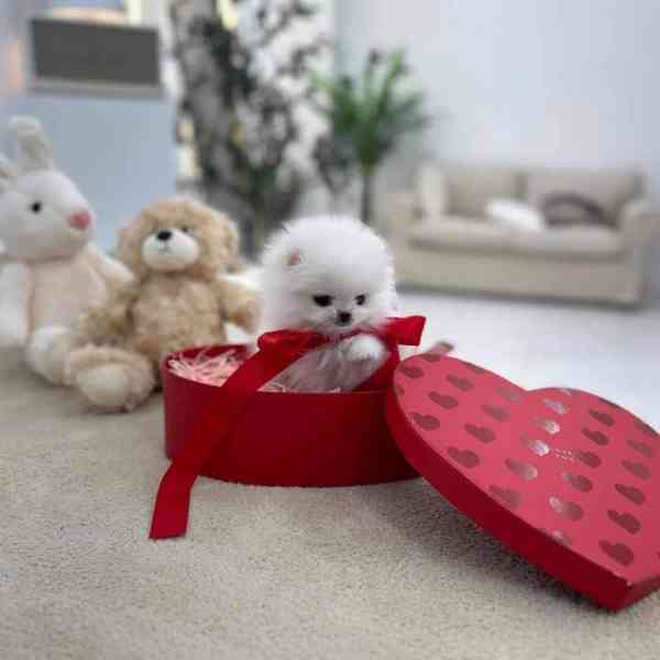 Štěňata pomeranského  - foto 2