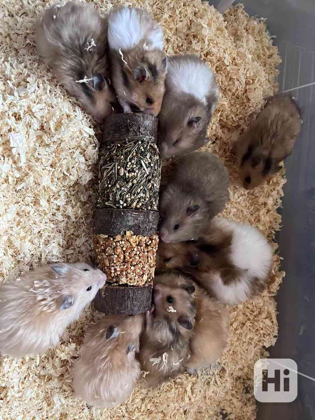 Křeček syrský  - foto 1