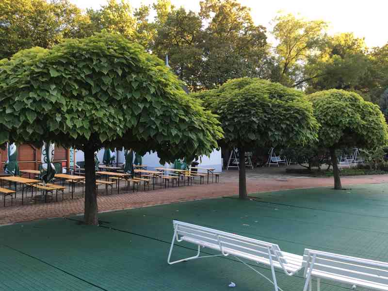 Catalpa Nana roubovaná i Katalpa Bignonioides neroubovaná - foto 5