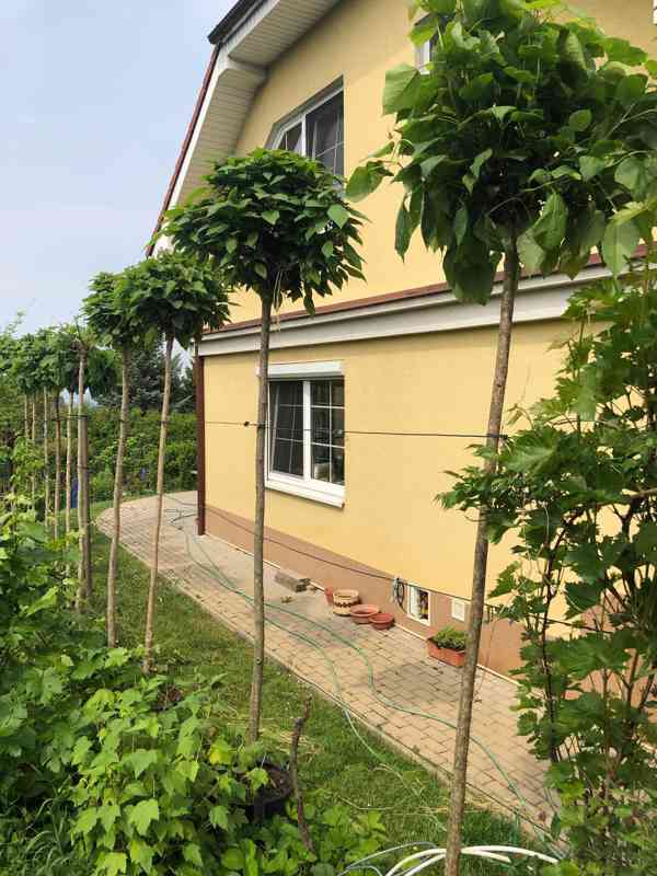 Catalpa Nana roubovaná i Katalpa Bignonioides neroubovaná - foto 3