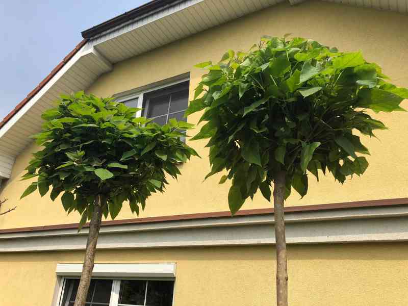 Catalpa Nana roubovaná i Katalpa Bignonioides neroubovaná - foto 4