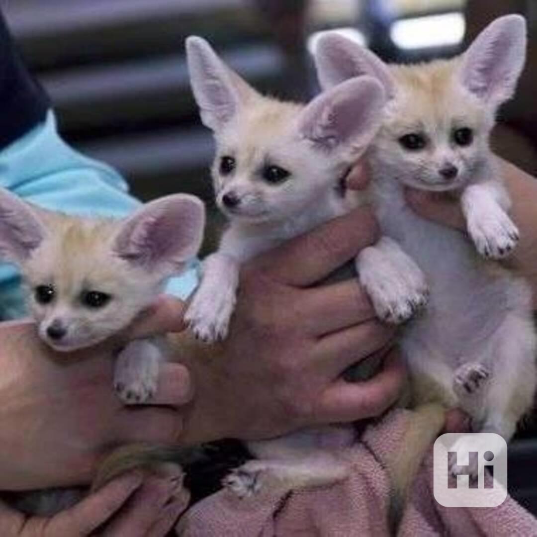  Fennec liška k bezplatné adopci zcela dárek   - foto 1