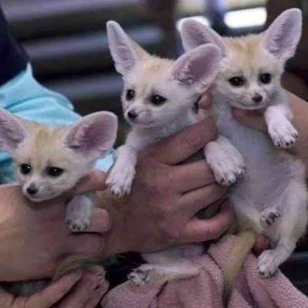  Fennec liška k bezplatné adopci zcela dárek   - foto 1