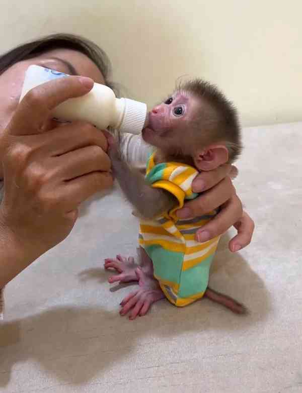 Prodej kapucínských opic - foto 1