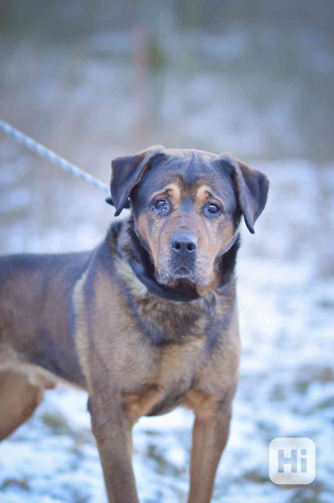 Torin - 10ti letý hodný mazlivý chlapeček - foto 1