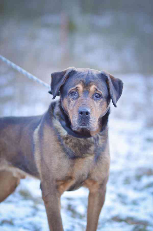 Torin - 10ti letý hodný mazlivý chlapeček - foto 3