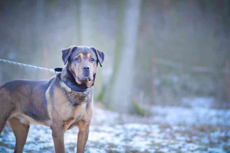 Torin - 10ti letý hodný mazlivý chlapeček - foto 4
