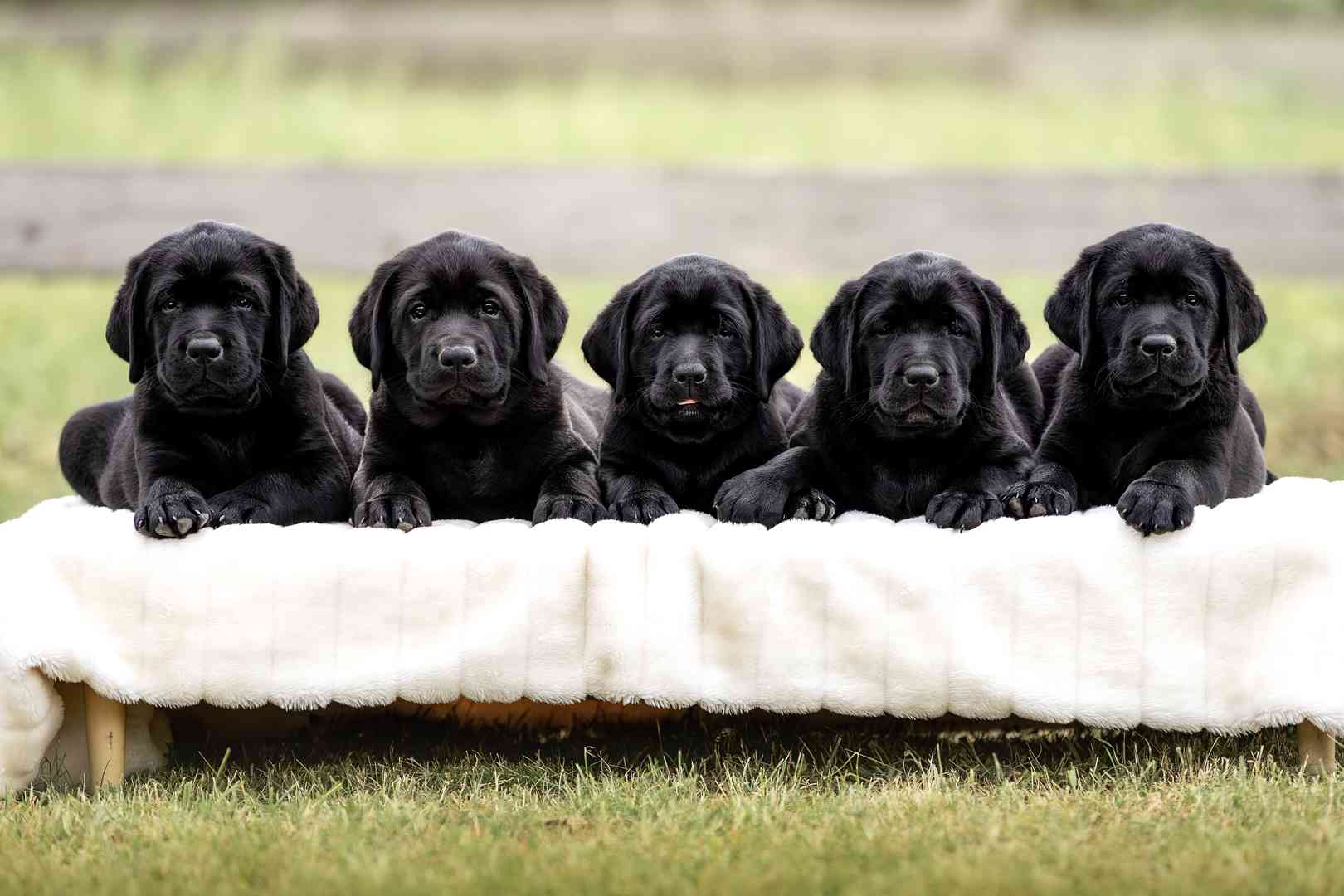 REZERVACE Labradorský Retriever s PP - foto 1