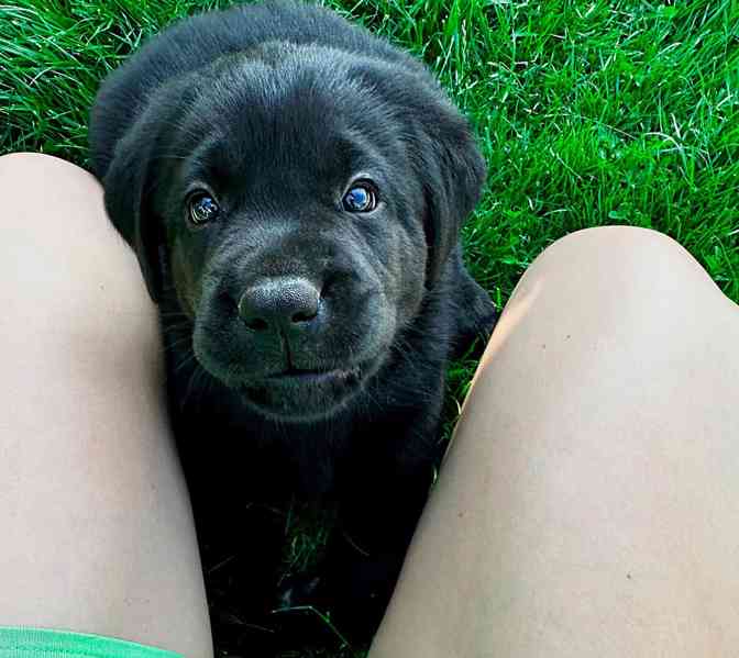 REZERVACE Labradorský Retriever s PP - foto 2