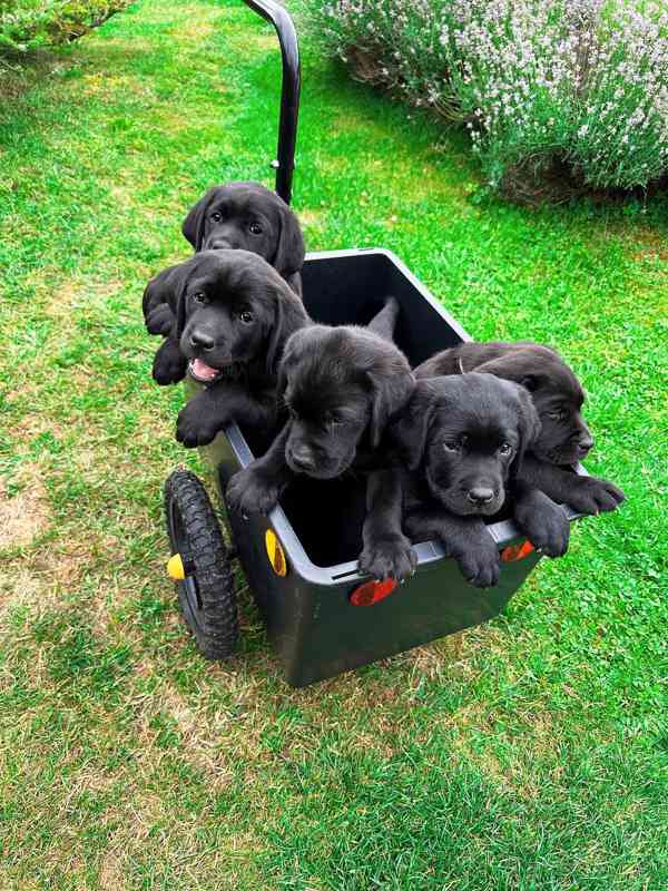 REZERVACE Labradorský Retriever s PP - foto 8
