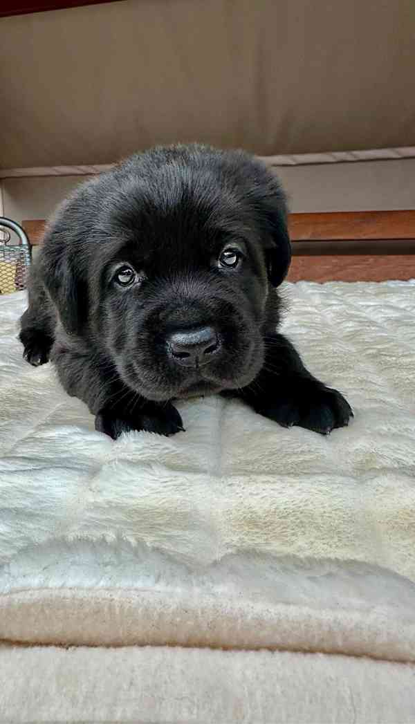 REZERVACE Labradorský Retriever s PP - foto 7