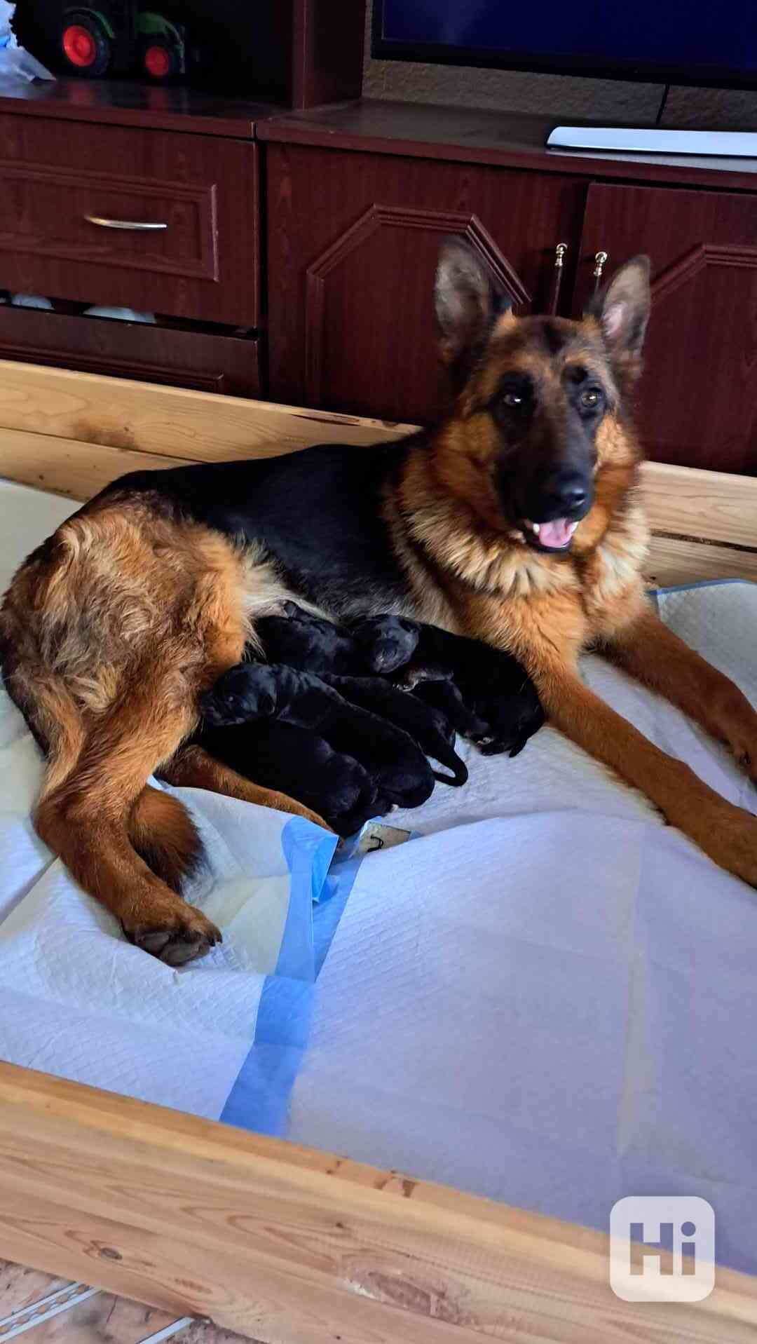 Štěňátka  - foto 1