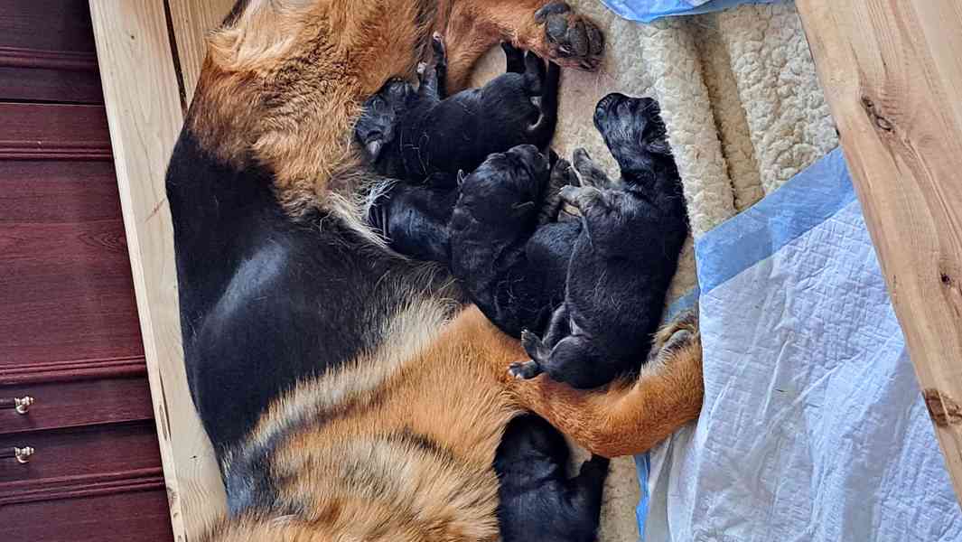 Štěňátka  - foto 2