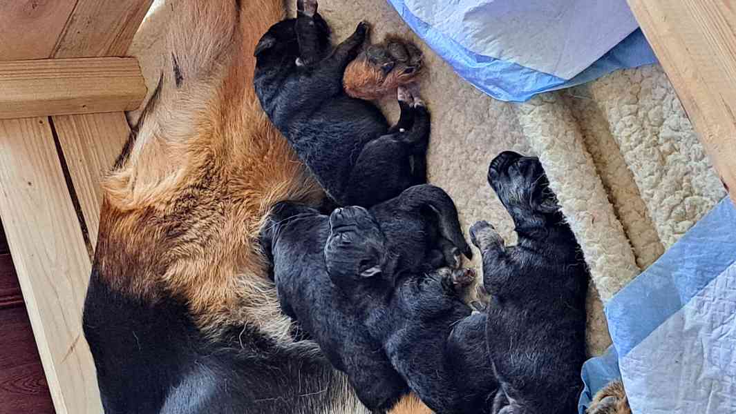 Štěňátka  - foto 3
