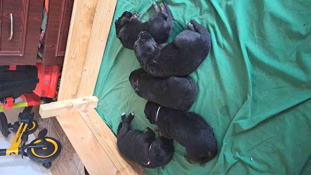 Štěňátka  - foto 5