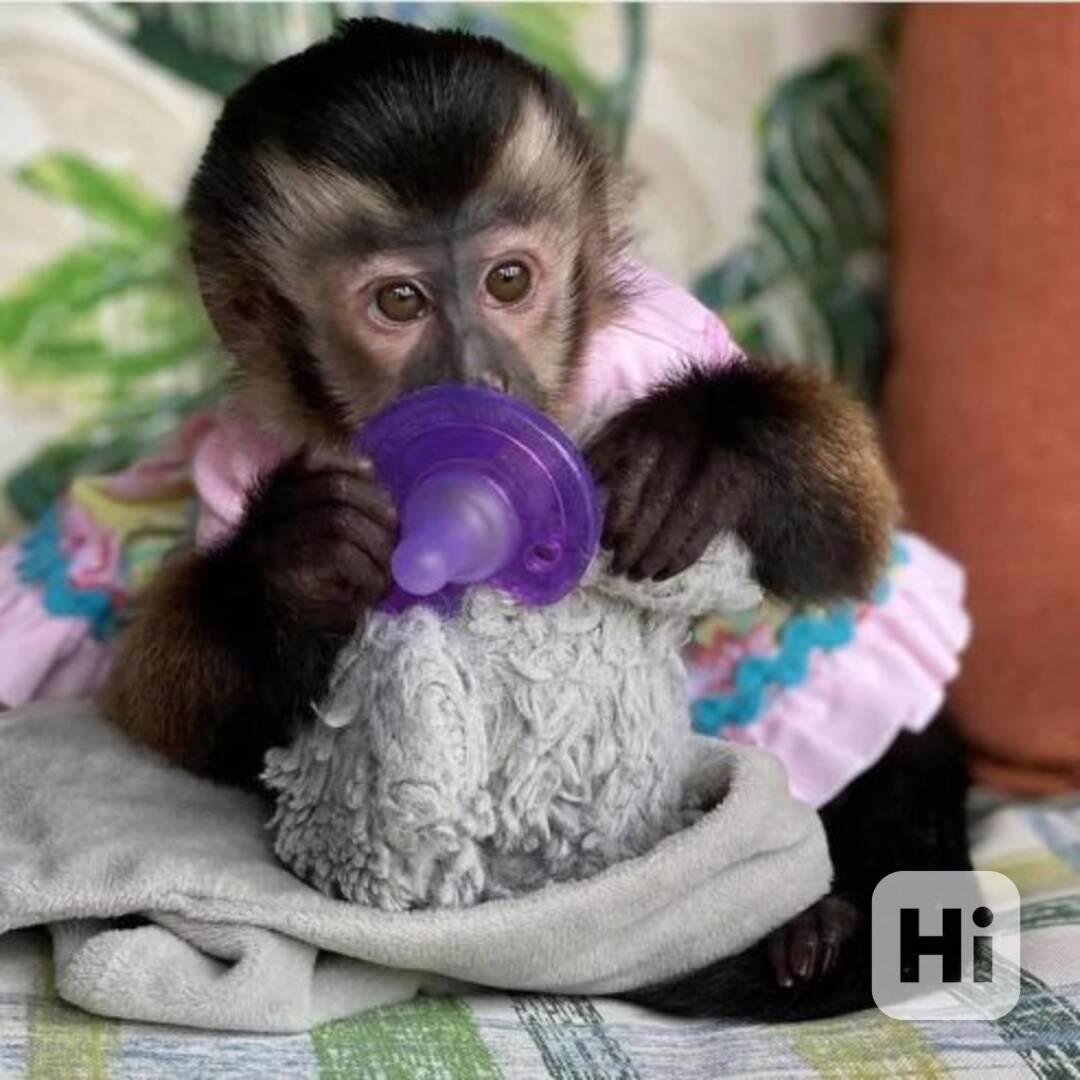 Samec kapucínské opice k dispozici - foto 1