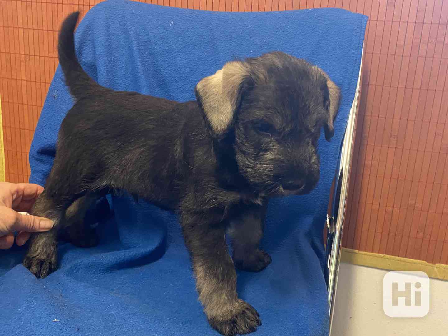 Knírač velký p+s s pp - foto 1