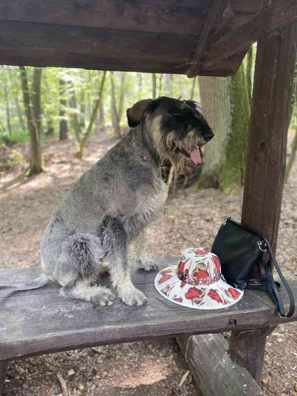 Knírač velký p+s s pp - foto 12