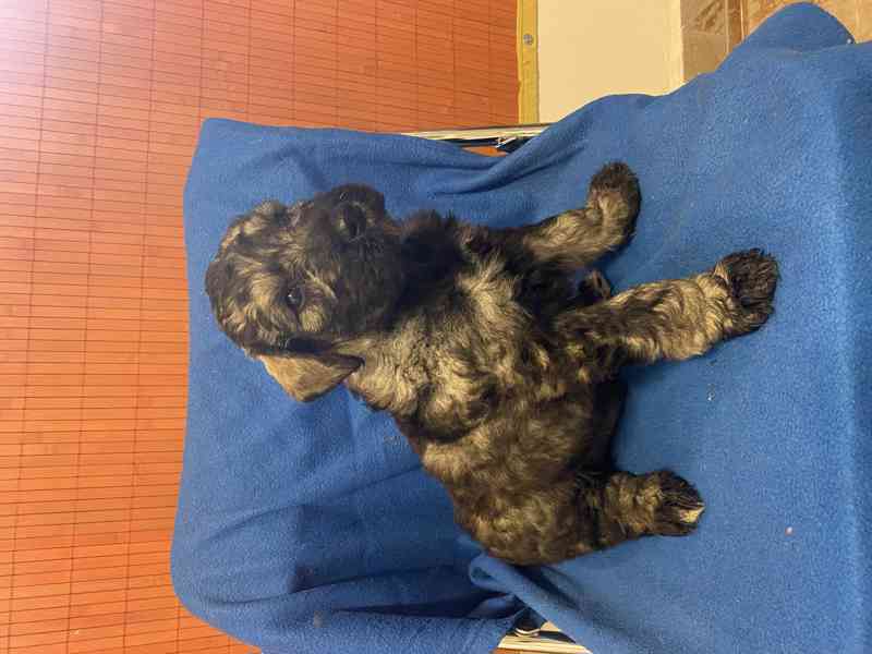 Knírač velký p+s s pp - foto 4