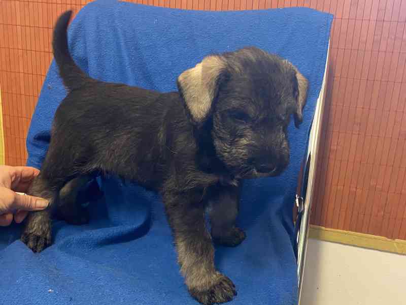 Knírač velký p+s s pp - foto 1