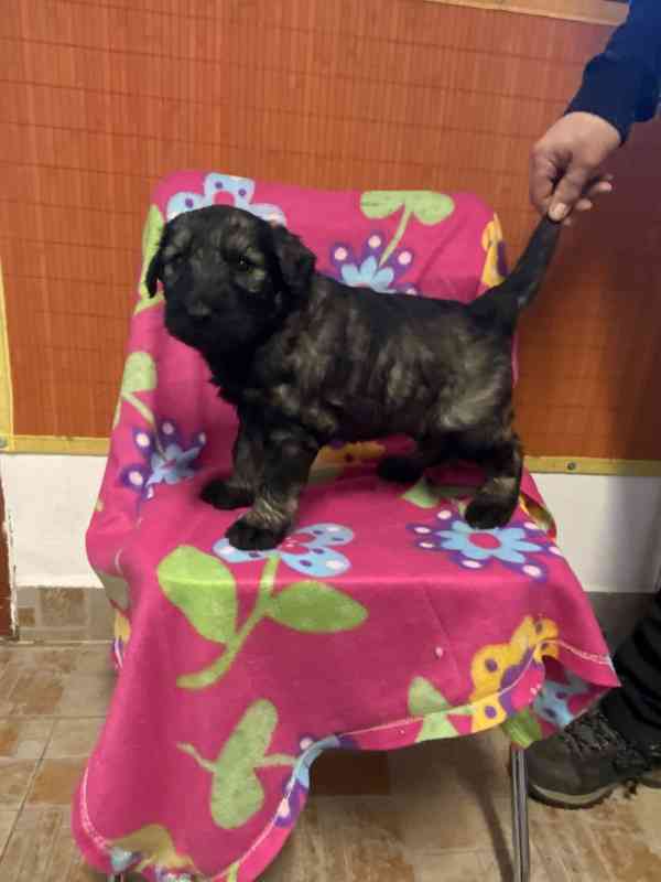 Knírač velký p+s s pp - foto 6