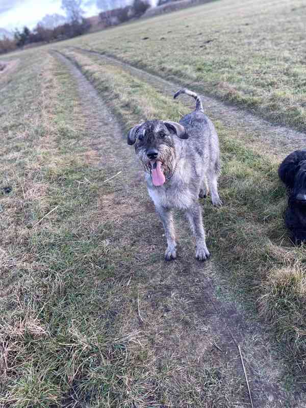 Knírač velký p+s s pp - foto 10