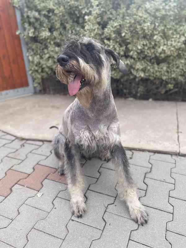 Knírač velký p+s s pp - foto 11