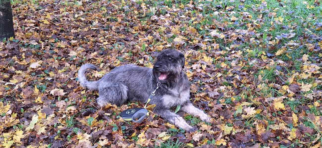 Knírač velký p+s s pp - foto 9