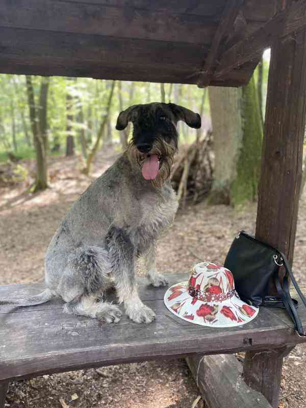 Knírač velký p+s s pp - foto 13