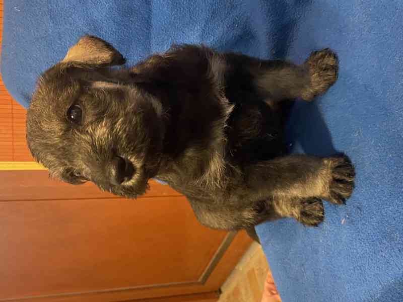 Knírač velký p+s s pp - foto 2